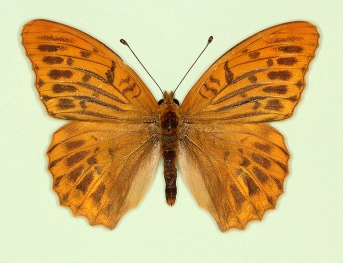 confluens Silver-washed Fritillary (Argynnis paphia)