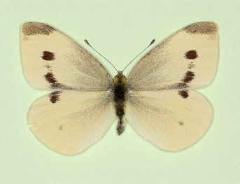 fasciata + nigropunctata Small White (Pieris rapae)