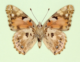 to name Painted Lady (Vanessa cardui)
