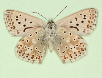 arcuata Chalkhill Blue (Polyommatus (Lysandra) coridon)